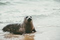 Seal funny cute animal relaxing on sandy beach