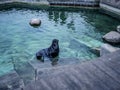 Seal fur catfish in the pool swimming water Royalty Free Stock Photo