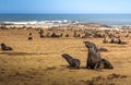 Seal fur colony at Cape Cross Seal Reserve, Namibia. Royalty Free Stock Photo