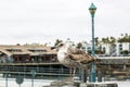 Seal Gull on Redondo Landing Pier, Redondo Beach, California, United States of America, North America Royalty Free Stock Photo