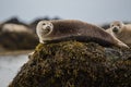 Seal hair, harbor (Phoca vitulina) in Iceland, close up view, cute animals in summer time