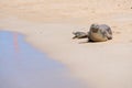 Seal in Hawaii