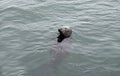 Seal head out of water at Lerwick Shetland Scotland Uk