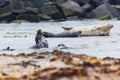 Helgoland, Dune Island, Halichoerus grypus - young seals playing on the edge of a beautiful, clear sea.