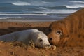 Seal with her pup Royalty Free Stock Photo