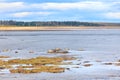 Seal herd resting on some rock at low tide with sandy beach and forest in the background under a majestic blue sky and some white Royalty Free Stock Photo