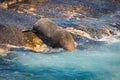 Seal on a Hout Bay seal island in Cape Town Royalty Free Stock Photo