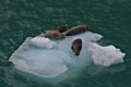 Seal, ice float, near Juneau, Alaska Royalty Free Stock Photo