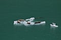 Seal, ice float, near Juneau, Alaska Royalty Free Stock Photo