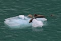 Seal, ice float, near Juneau, Alaska Royalty Free Stock Photo