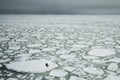 Seal and ice floes Royalty Free Stock Photo