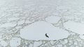 Seal on iceberg. Antarctica ocean. Aerial.