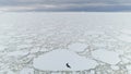 Seal on iceberg. Antarctica ocean. Aerial shot.