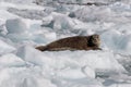 Seal on iceberg from Sawyer glacier in Tracy Arm fjord Royalty Free Stock Photo