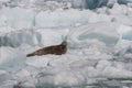 Seal on iceberg from Sawyer glacier in Tracy Arm fjord Royalty Free Stock Photo
