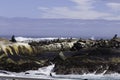 Seal Island Hout Bay Royalty Free Stock Photo