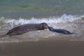 Seal and its pup engage in joyful aquatic activities on a sandy beach shoreline Royalty Free Stock Photo