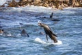 Seal jumping in the ocean off Geyser Island in Gansbaai in South Africa near the coastline of the fynbos coast in South Africa