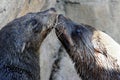 Seal Kiss Royalty Free Stock Photo