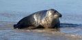 Seal Laying in the Sea 2