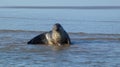 Seal Laying in the Sea