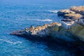 Seal Lion Portrait on the coastline on the rocks , La Jolla Cove north of San Diego, California USA,