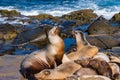 Seal Lion Portrait on the coastline on the rocks , La Jolla Cove north of San Diego, California USA,