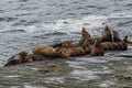 Seal lions on a coastal rock in the Pacific-Rim-Nationalpark, Vancouver Island, North-America, Canada, British Colombia, August