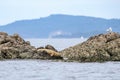 Seal lions lounging along beautiful shorelines of the Gulf Islands off the shores of Vancouver Island