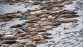 Seal lions lying on the beach in Monterey Royalty Free Stock Photo