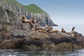 Seal lions on rocky shoreline Royalty Free Stock Photo