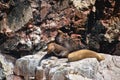 Seal lions sitting on a rocky cliff on las Islas Ballestas in Paracas Peru