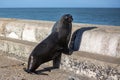 Seal looking out over the ocean Royalty Free Stock Photo