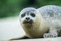 Seal lying on the beach in Dune, Helgoland in Germany, seal in last light of the day, sunset on the beach Royalty Free Stock Photo