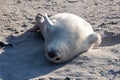 A seal is lying on a beach on its back and taking a sunbath