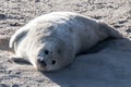 A seal on a beach is taking a sunbath
