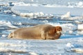 the seal is lying on the ice and resting basking in the sun Royalty Free Stock Photo