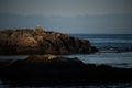 Seal lying in the morning light on Lopez Island Royalty Free Stock Photo