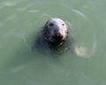 Seal mammal