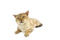 Seal Mink tabby Bengal Domestic Cat laying against White Background
