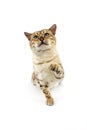 Seal Mink Tabby Bengal Domestic Cat, Male against White Background