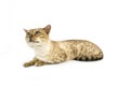 Seal Mink tabby Bengal Domestic Cat, Male against White Background