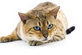 Seal Mink Tabby Bengal Domestic Cat, Male with Blue Eyes laying against White Background