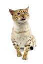 Seal Mink Tabby Bengal Domestic Cat, Male sitting against White Background