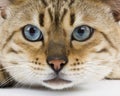 Seal Mink Tabby Bengal Domestic Cat, Portrait of Male with Blue Eyes