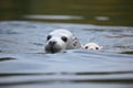 seal mother guiding her young to the waters edge