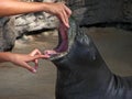 Seal mouth