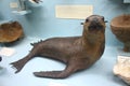 Seal at the Natural History Museum