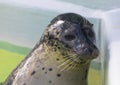 Close up of the head of a cute harbour or common seal in Seal Sanctuary Ecomare on the island of Texel, Netherlands