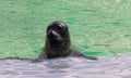 Close up of the head of a cute harbour or common seal in Seal Sanctuary Ecomare on the island of Texel, Netherlands